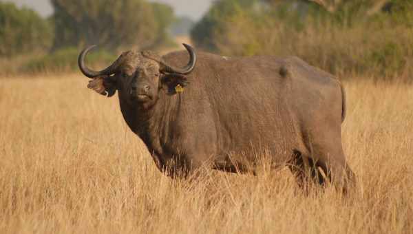 Африканські буйволи