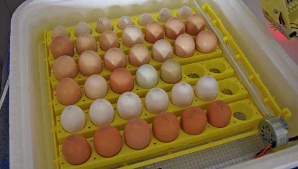 Тонкощі інкубації гусячих яєць в домашніх умовах: Докладніші настанови щодо налаштування інкубатора
