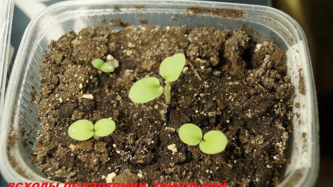 Як виростити лілії з насіння?