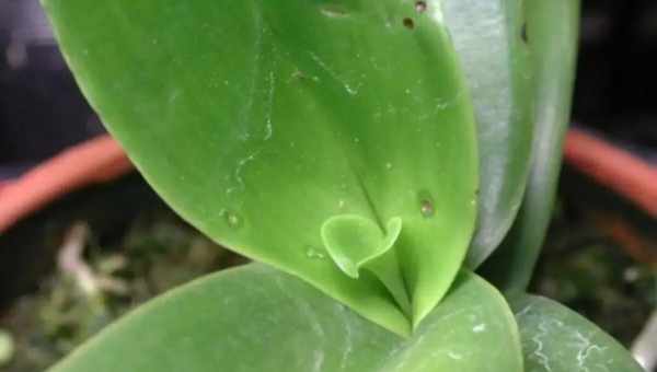 Білий наліт на орхідеях: що це таке і чим лікувати?