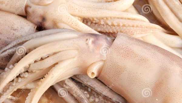 Кальмари - дивовижні морські мешканці: корисні і шкідливі? Калорійність кальмарів, корисні властивості та шкідливі риси