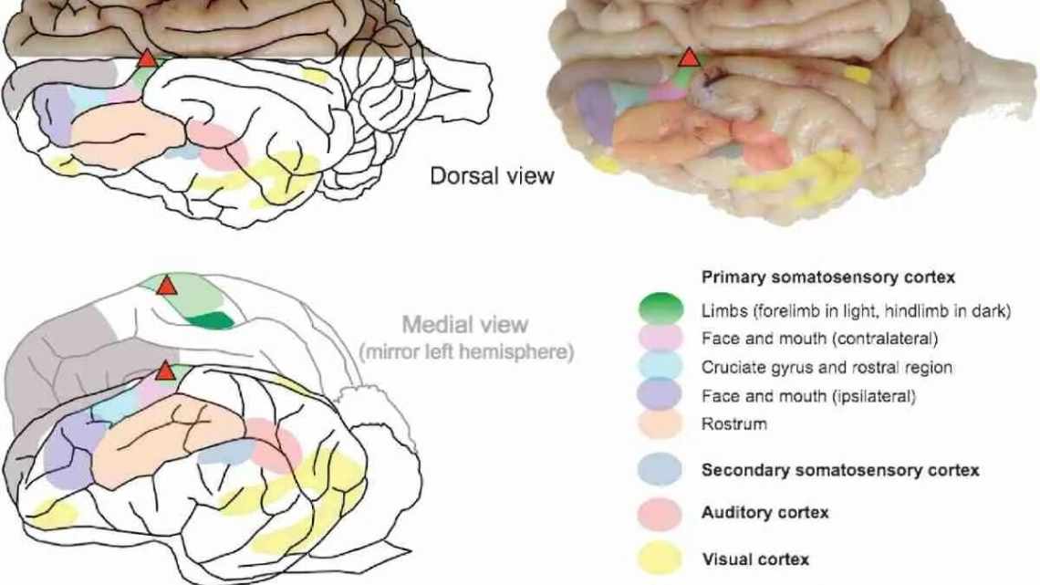 Емоційна карта мозку: де живуть наші почуття?