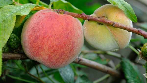 Особливості вирощування гібриду персика та яблука