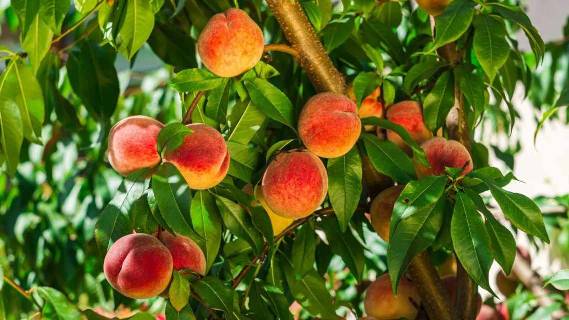 Причини гниття персиків на дереві