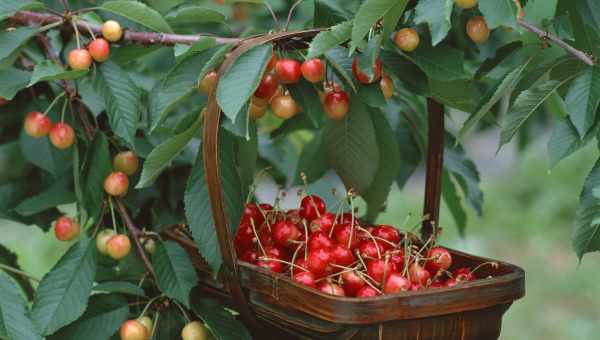 Як вирощувати черешню Орловська Бурштинова для гарного врожаю