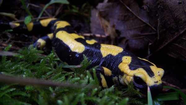 У Канаді виявили хижу рослину, що харчується саламандрами