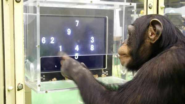 Шимпанзе навчився використовувати iPhone як людина