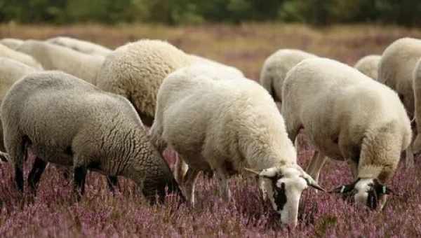 В Англії хтось з хірургічною точністю обезголовив двох овець