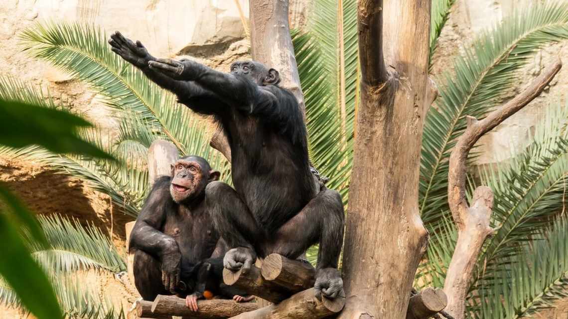 Мавпи підслуховують чужі «розмови» і вміють отримувати з них вигоду