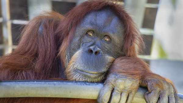 Орангутани, які живуть у неволі, створили нові способи комунікації один з одним