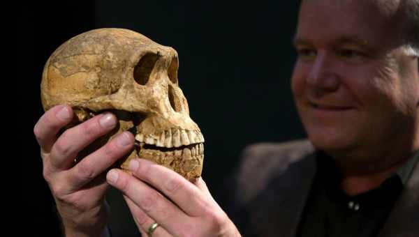 Виявлено нові останки Homo naledi