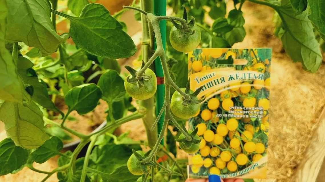 Генетики знайшли спосіб повернути томатам колишній аромат