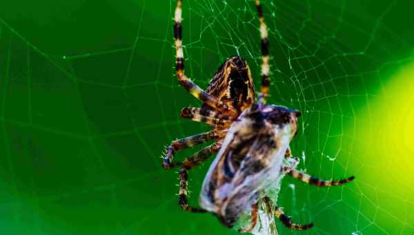 Чому ми так боїмося павуків: ось чому виникає ця фобія