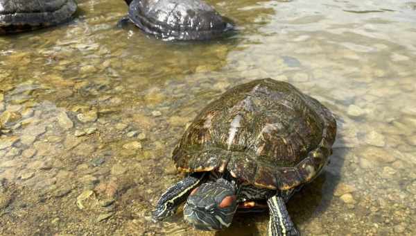 «Вимерла» черепаха знайдена на самоті на віддаленому вулканічному острові