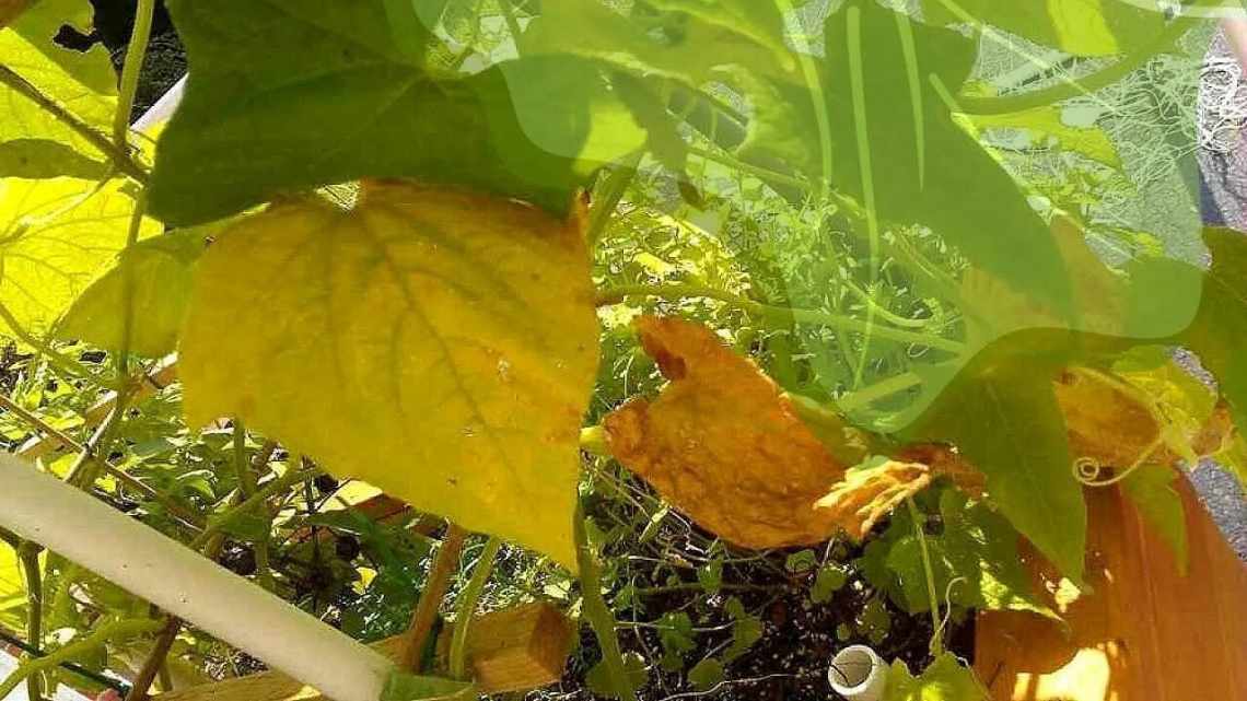 Причини пожовщення листя еухарису та лікування рослини