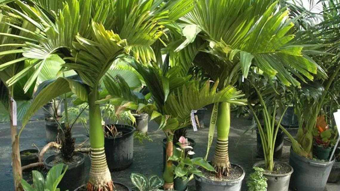 Кімнатні пальми: 5 тропічних рослин для вирощування в квартирі