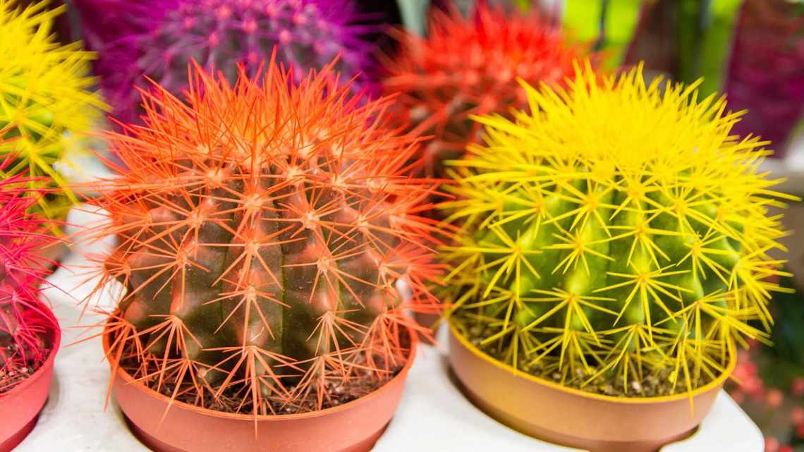 Кольорові кактуси: різновиди, поради з вирощування та догляду
