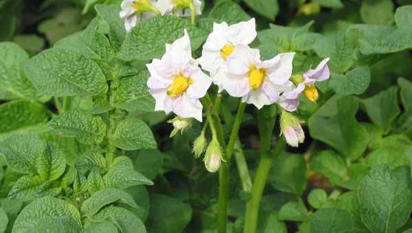 Квіти картоплі - лікувальні властивості, застосування в народній медицині