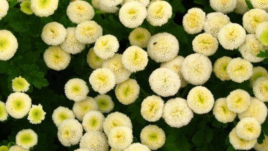 Популярні білі садові квіти