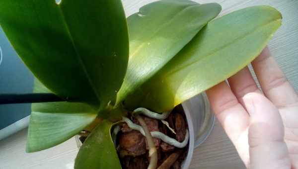 Чим протирати листя орхідеї від пилу, для блиску, вітамінами
