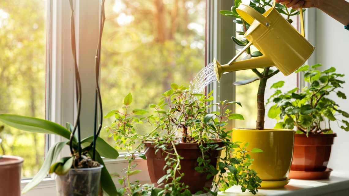 Як поливати кімнатні рослини під час відпустки?