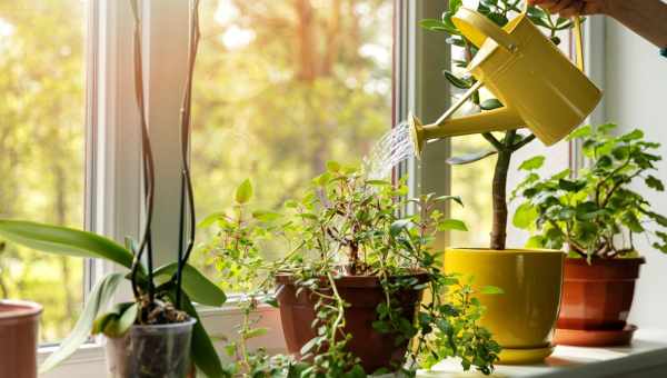 Як поливати кімнатні рослини під час відпустки?