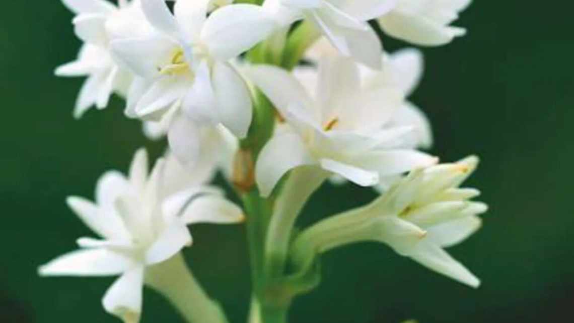 Квітка туберозу: фото, поради щодо вирощування та догляду в домашніх умовах