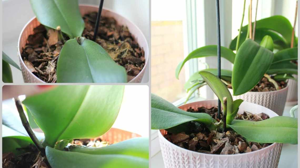 В орхідеї фаленопсис жовтіє листя: причини і що робити