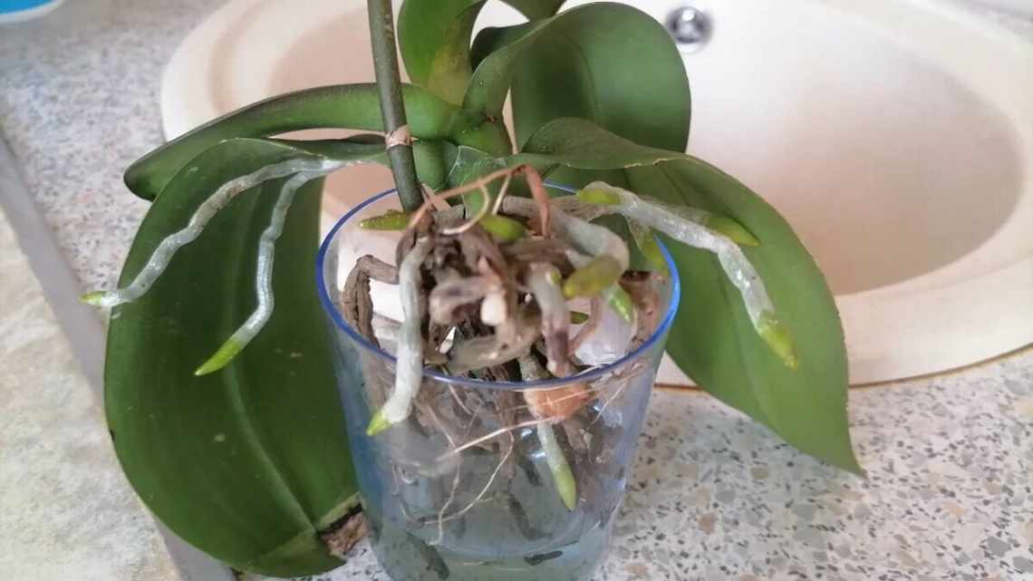 Ґрунт для орхідеї Фаленопсис