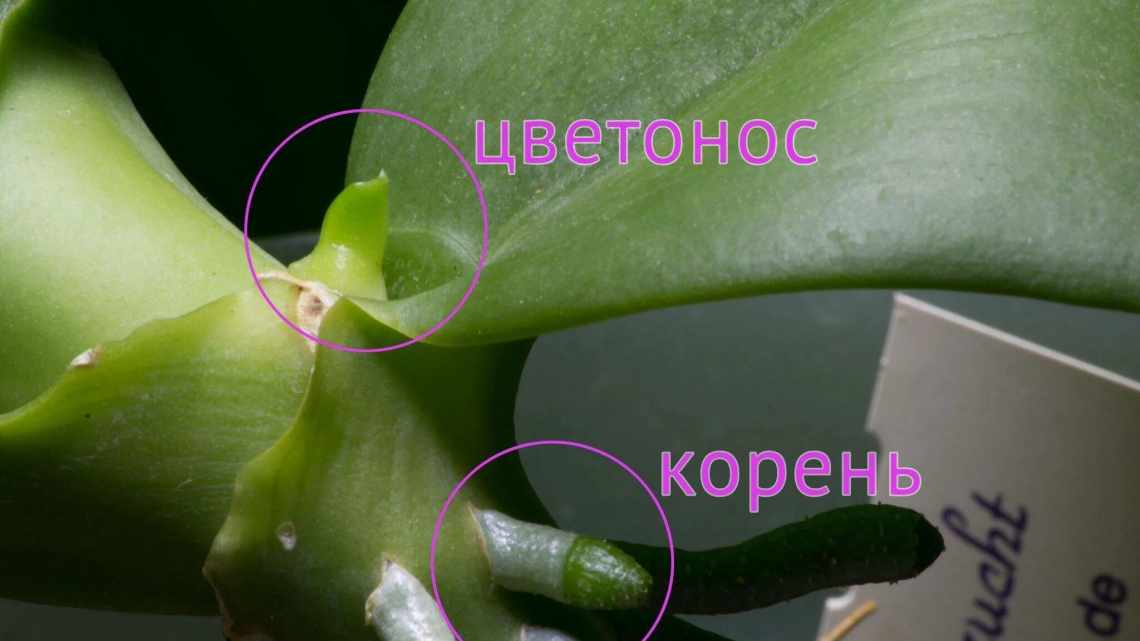 Що робити, якщо у фаленопсиса липке листя? Їх фото та рекомендації щодо лікування хвороб