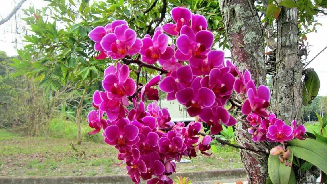 Королівські орхідеї: середовище проживання, види та вирощування