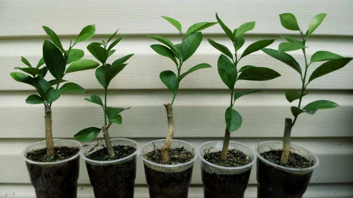 Як правильно пересадити мандаринове дерево в домашніх умовах