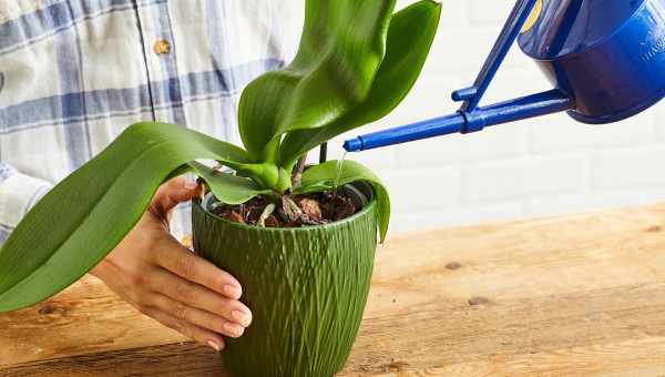 Головне питання: чи можна виростити орхідею з листа?