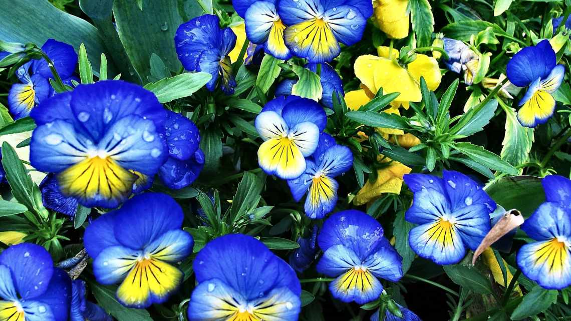 Сині квіти: види, назви, опис і фото
