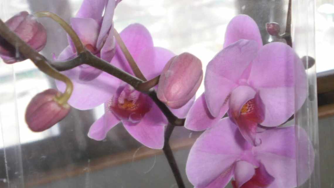 Орхідея відцвіла - що робити далі з квіткою