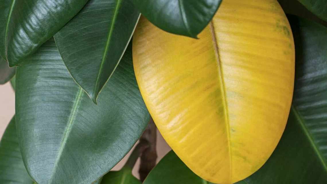 Хвороби пальм: чому листя жовтіє і сохнуть у домашніх умовах