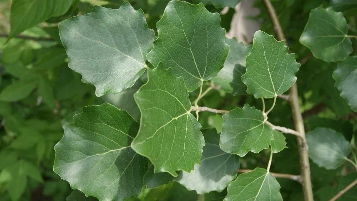 Оксамитове листя і велика кількість дзвіночків: вирощуємо калерію