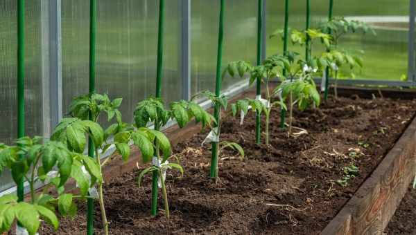 Правила вирощування і пересадки хлорофітуму в домашніх умовах