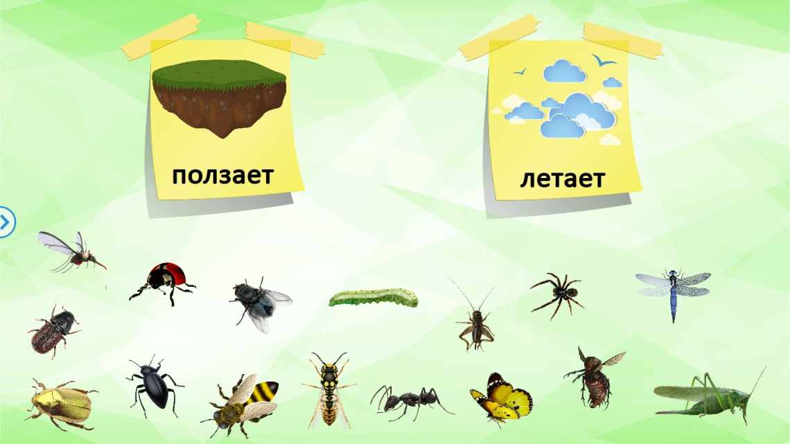 Скільки живе оса, чим харчується, навіщо потрібна в природі, де зимує, життя ос