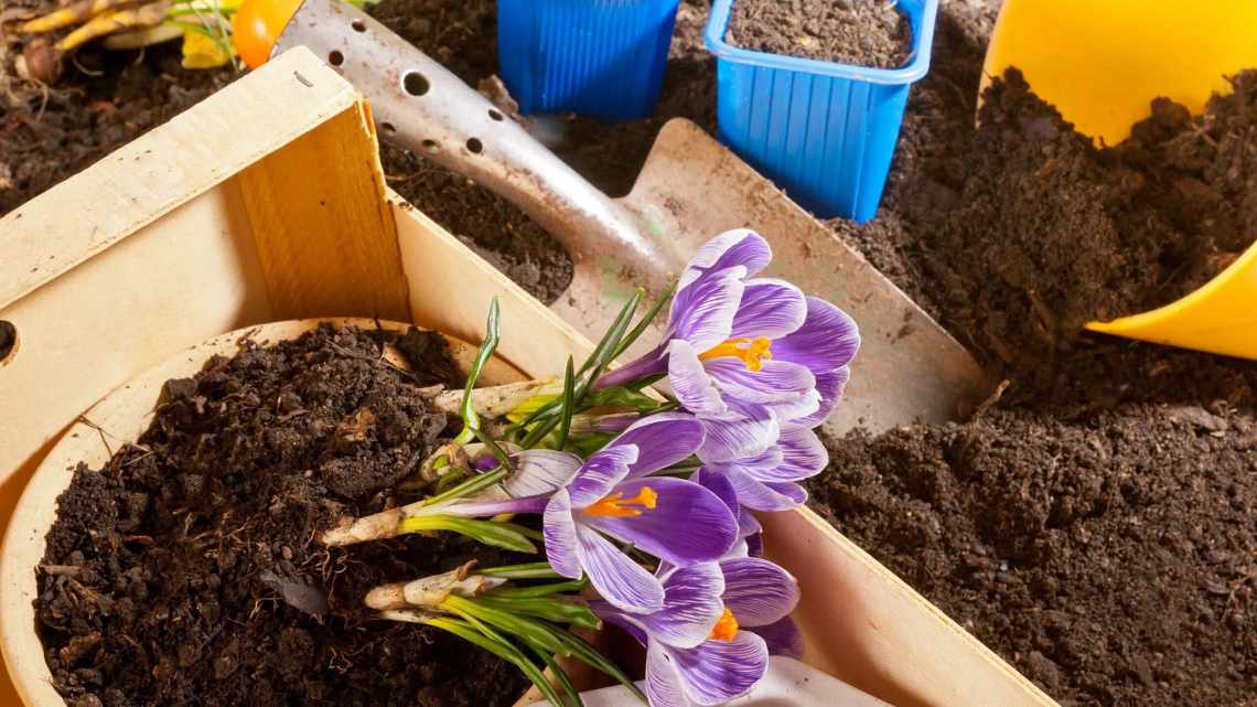 Посадка і догляд за крокусами: розповідаємо питання