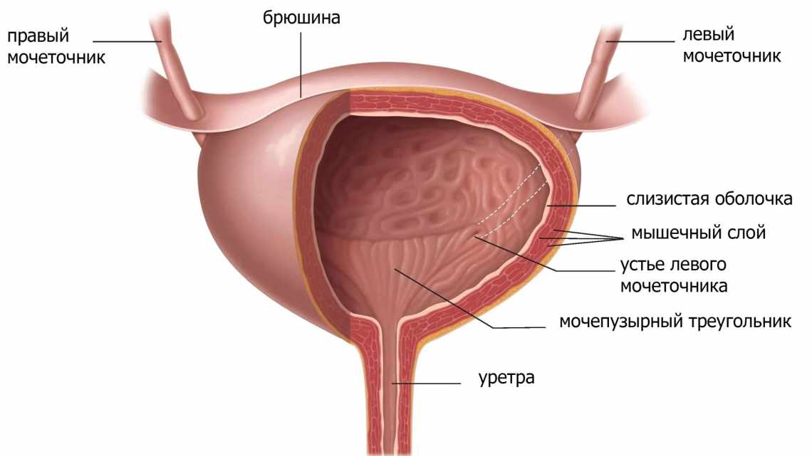 Недержание мочи у женщин: причини, симптоми, можливі ускладнення. Методи лікування недержання сечі у жінок