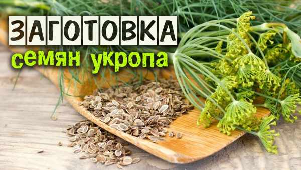 Користь і шкода укропу для жінок