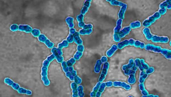 Streptococcus agalactiae в мазку жінки: чим небезпечно