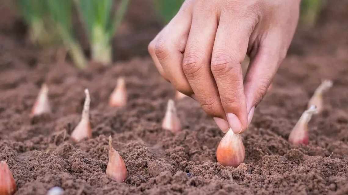 Посадка і вирощування цибулі в Сибіру