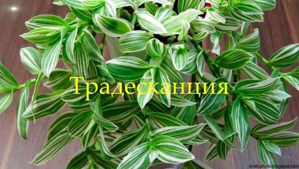 Невибаглива і швидкоросла кімнатна рослина - «Традесканція Зебріна»: відхід у домашніх умовах