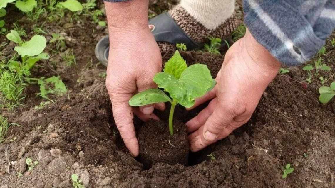 Правила посадки огірків на розсаду