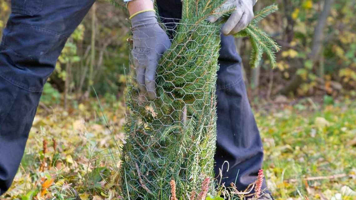 Догляд за Гліцинією в саду: як правильно укрити на зиму?