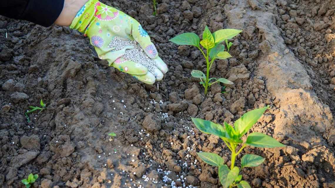 Перець: посадка і догляд у відкритому ґрунті