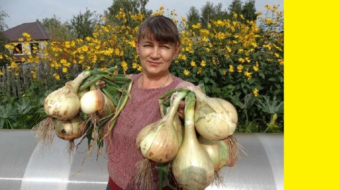 Як виростити цибулю сорту геркулес