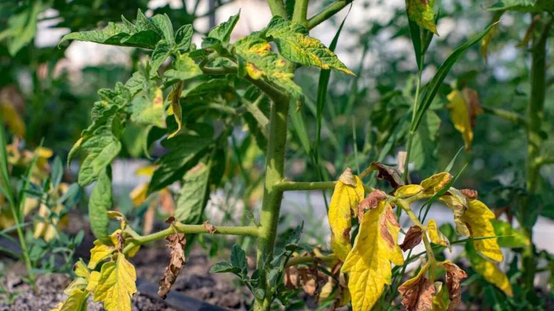 Хвороби баклажанів: чому жовтіють і вянуть листя